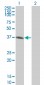 SPI1 Antibody (monoclonal) (M01)