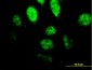 SPI1 Antibody (monoclonal) (M02)