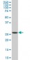 SPI1 Antibody (monoclonal) (M02)