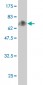 SPN Antibody (monoclonal) (M01)