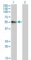 SPN Antibody (monoclonal) (M01)