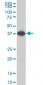 SPP1 Antibody (monoclonal) (M06)