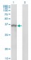 SPRY1 Antibody (monoclonal) (M01)