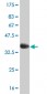 SREBF1 Antibody (monoclonal) (M01)