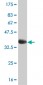 SREBF1 Antibody (monoclonal) (M01)