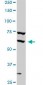 SREBF1 Antibody (monoclonal) (M01)