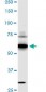 SREBF1 Antibody (monoclonal) (M01)