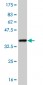 SREBF1 Antibody (monoclonal) (M02)