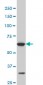 SREBF1 Antibody (monoclonal) (M02)