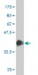 SRF Antibody (monoclonal) (M02)