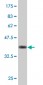 SRF Antibody (monoclonal) (M03)