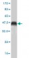 SRI Antibody (monoclonal) (M01)