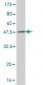 SSBP1 Antibody (monoclonal) (M10)