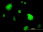 SSH3 Antibody (monoclonal) (M01)