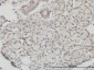 SSH3 Antibody (monoclonal) (M01)