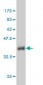 SSH3 Antibody (monoclonal) (M01)