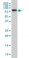 SSH3 Antibody (monoclonal) (M01)