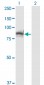 SSH3 Antibody (monoclonal) (M01)