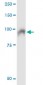 SSH3 Antibody (monoclonal) (M01)