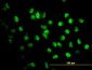 STAG2 Antibody (monoclonal) (M01)