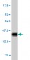 STAG2 Antibody (monoclonal) (M01)