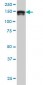 STAG2 Antibody (monoclonal) (M01)