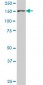 STAG2 Antibody (monoclonal) (M01)