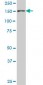 STAG2 Antibody (monoclonal) (M01)