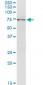 STAM2 Antibody (monoclonal) (M01)