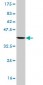 STAM2 Antibody (monoclonal) (M01)