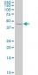 STAM2 Antibody (monoclonal) (M01)