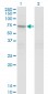 STAM2 Antibody (monoclonal) (M01)