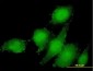 STAMBP Antibody (monoclonal) (M01)