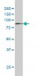 STAT1 Antibody (monoclonal) (M01)