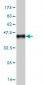STAT2 Antibody (monoclonal) (M01)