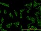 STAT3 Antibody (monoclonal) (M02)