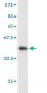 STAT3 Antibody (monoclonal) (M02)
