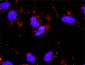 STAT3 Antibody (monoclonal) (M02)