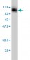 STAT4 Antibody (monoclonal) (M01)