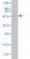 STAT4 Antibody (monoclonal) (M01)