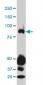 STAT4 Antibody (monoclonal) (M01)