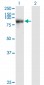 STAT4 Antibody (monoclonal) (M01)