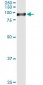 STAT4 Antibody (monoclonal) (M01)