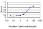 STAT4 Antibody (monoclonal) (M01)