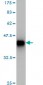 STAT5B Antibody (monoclonal) (M02)