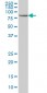 STAT5B Antibody (monoclonal) (M02)