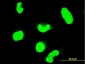 STAT6 Antibody (monoclonal) (M01)