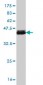 STAT6 Antibody (monoclonal) (M01)