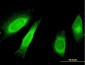 STAU1 Antibody (monoclonal) (M01)