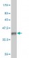 STAU1 Antibody (monoclonal) (M01)